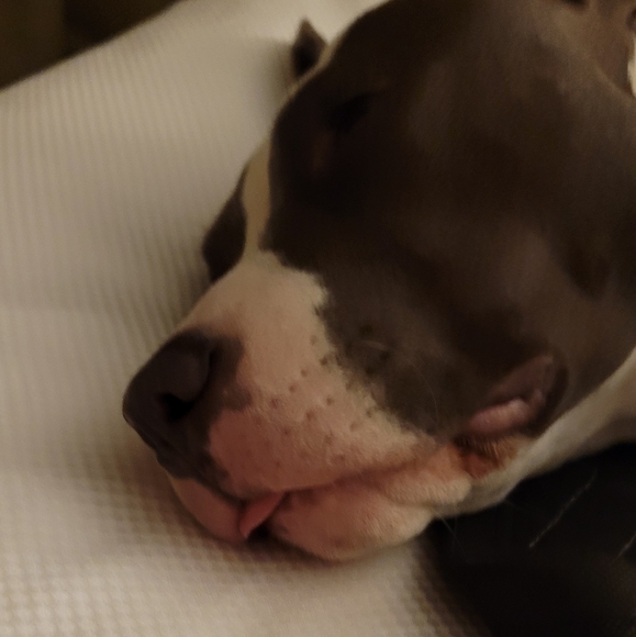 Meet your Posher, Gabriel - Picture 14 of 16